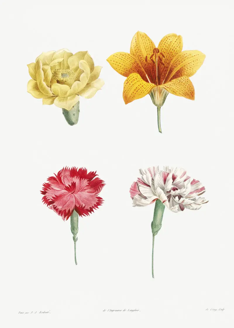 Flower Set from La Botanique by Pierre-Joseph Redoute